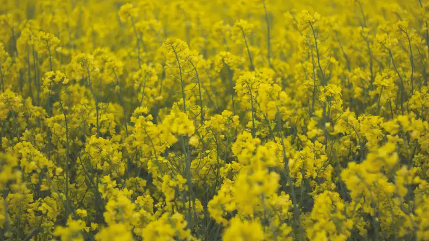 Yellow Canola Field Background Full HD Download