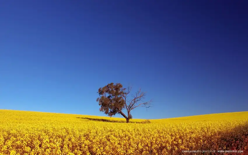 Yellow Canola Field Background Full HD Download