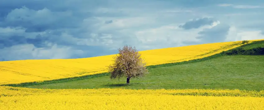 Yellow Canola Field Background Full HD Download