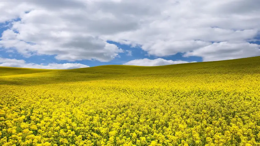 Yellow Canola Field Background Full HD Download