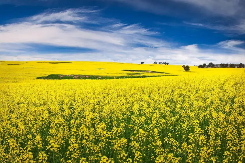 Yellow Canola Field Background Full HD Download