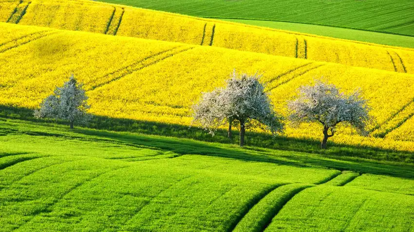 Yellow Canola Field Background Full HD Download