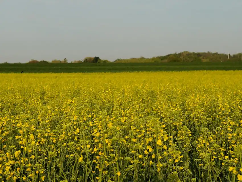 Yellow Canola Field Background HD Download