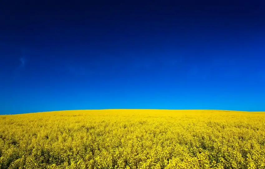 Yellow Canola Field Background HD Images Download