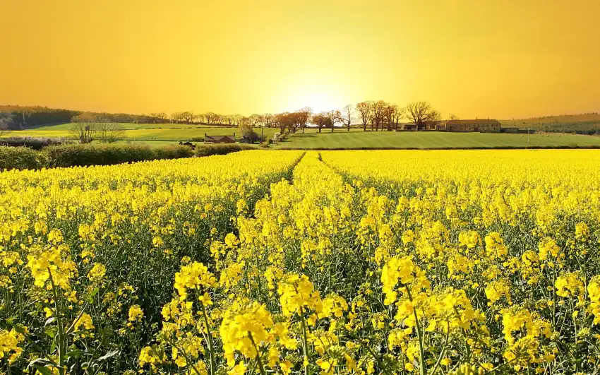 Yellow Canola Field Background HD Images Download