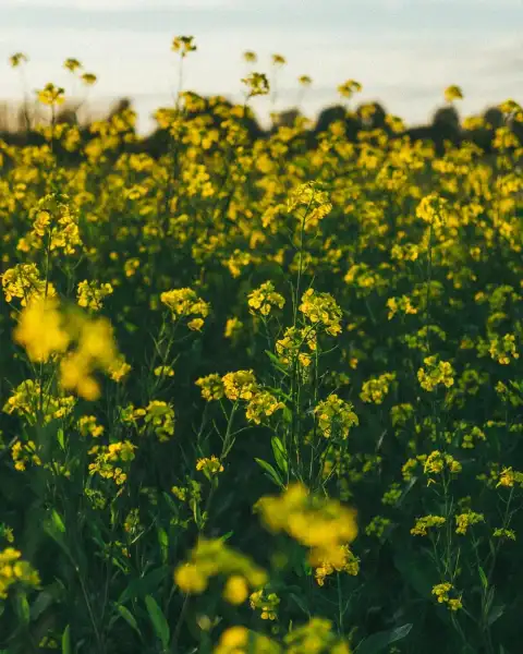 Yellow Canola Field Background HD Images Download