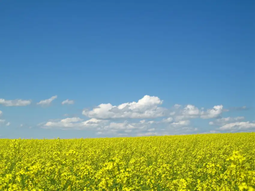 Yellow Canola Field Background HD Images Download