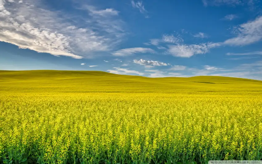 Yellow Canola Field Background HD Images Download