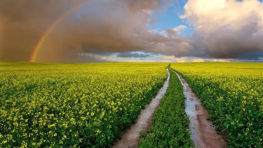 Yellow Canola Field Background HD Images Download