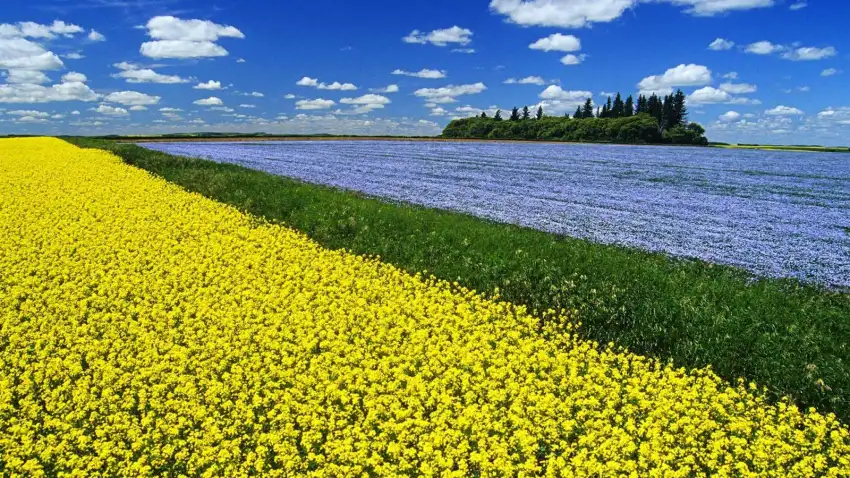 Yellow Canola Field Background HD Images Download