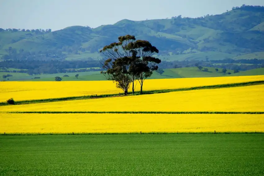 Yellow Canola Field Background HD Images Download