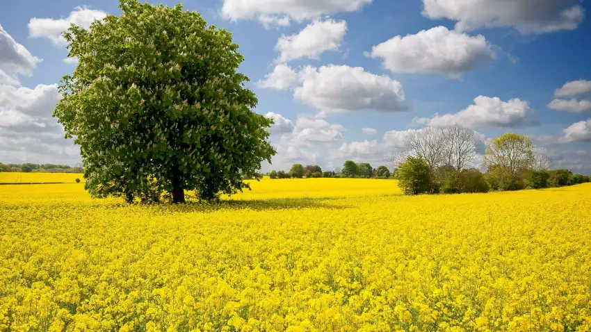 Yellow Canola Field Background HD Images Download