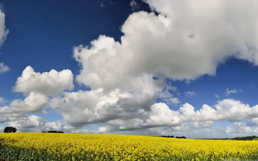 Yellow Canola Field Background HD Images Download