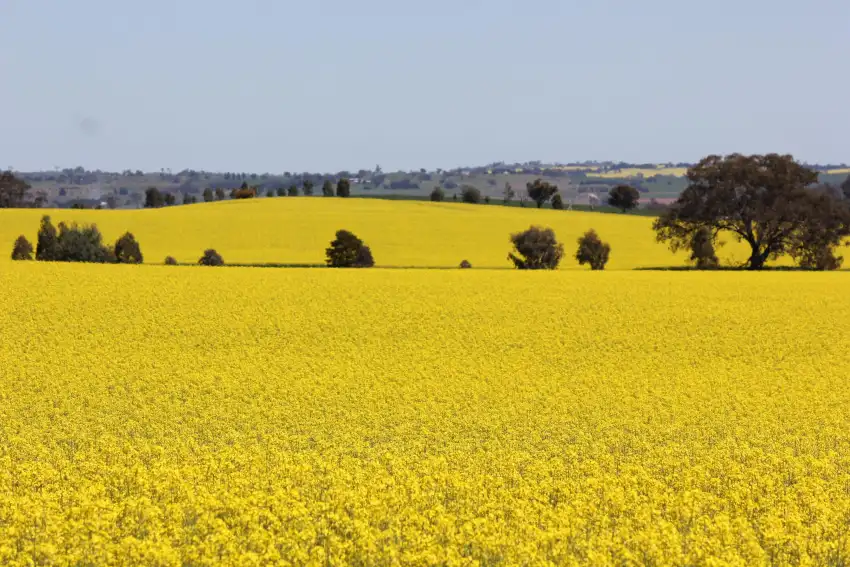 Yellow Canola Field Background HD Images Download