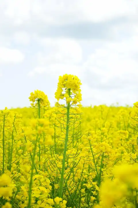 Thumbail Of Yellow Canola Field Background