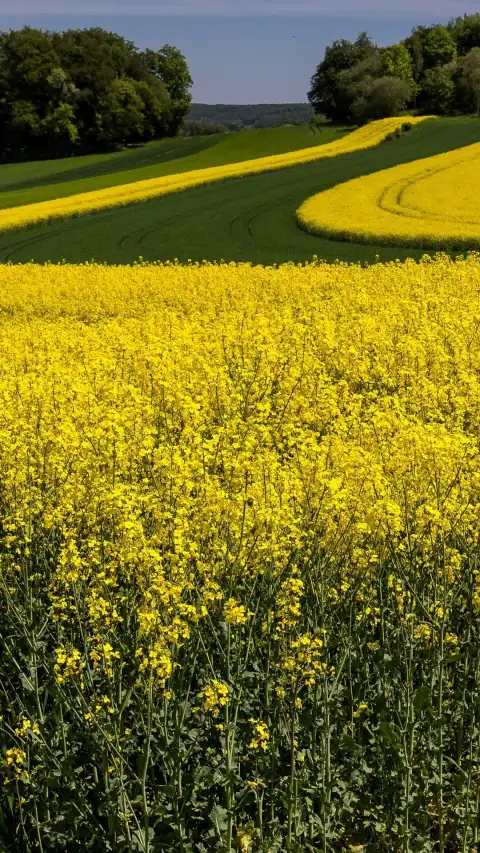 Yellow Canola Field Phone Background HD Download