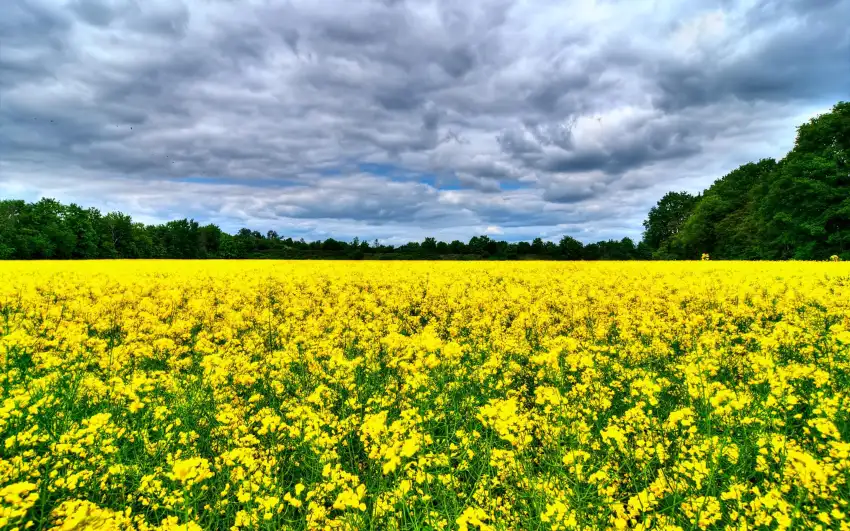 Yellow Canola Field Wallpaper Background HD Download