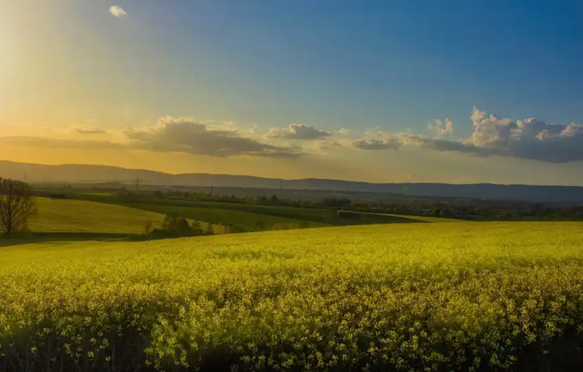 Yellow Canola Field Wallpaper Background HD Download