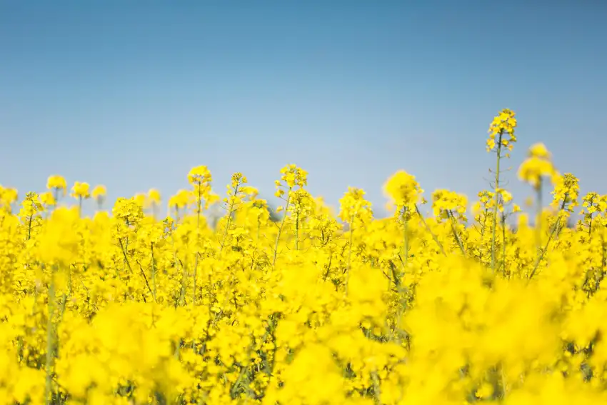 Yellow Canola Field Wallpaper Background HD Download