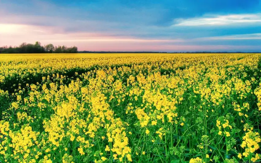 Yellow Canola Field Wallpaper Background HD Download