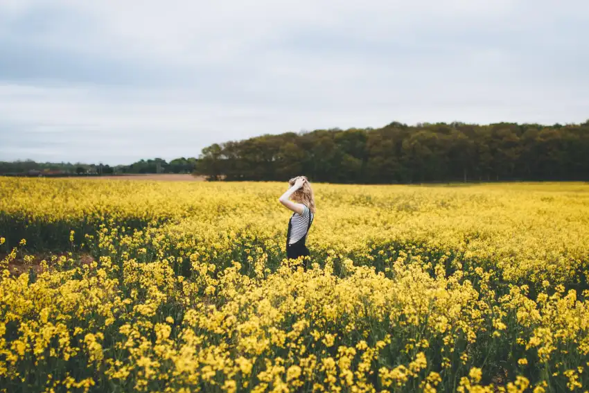 Yellow Canola Field Wallpaper Background HD Download