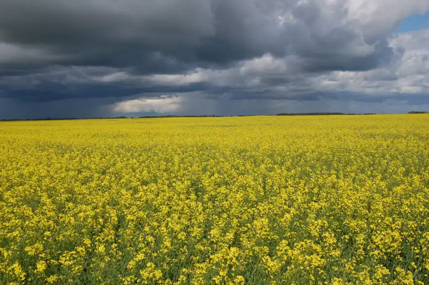 Yellow Canola Field Wallpaper Background HD Download