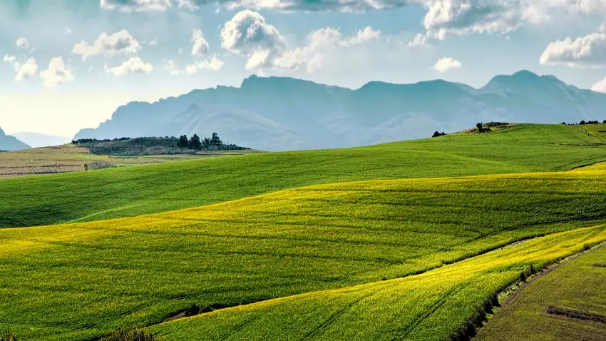 Yellow Canola Field Wallpaper Background HD Download