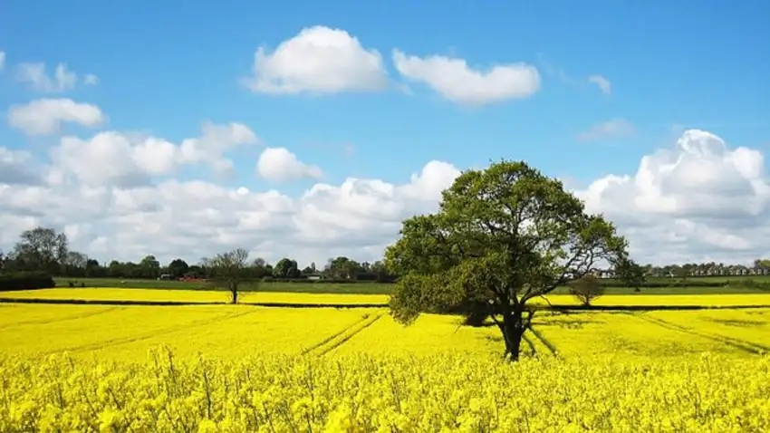 Yellow Canola Field With Sky Background HD Download