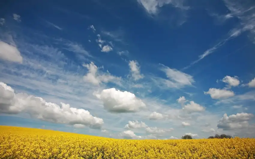 Yellow Canola Field With Sky Background HD Download