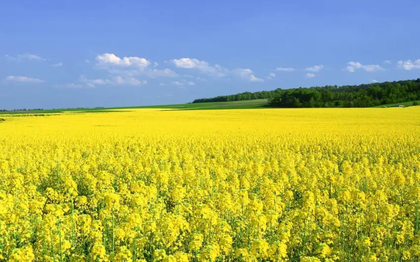 Yellow Canola Field With Sky Background HD Download