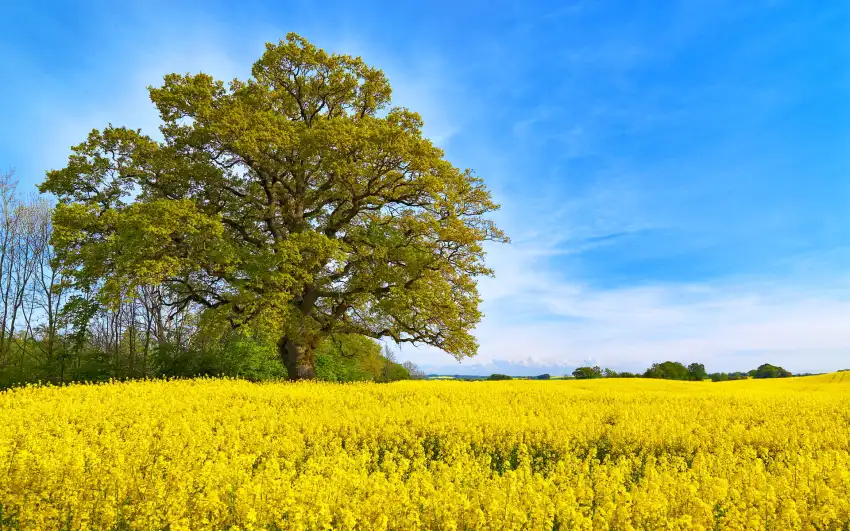 Yellow Canola Field With Sky Background HD Download