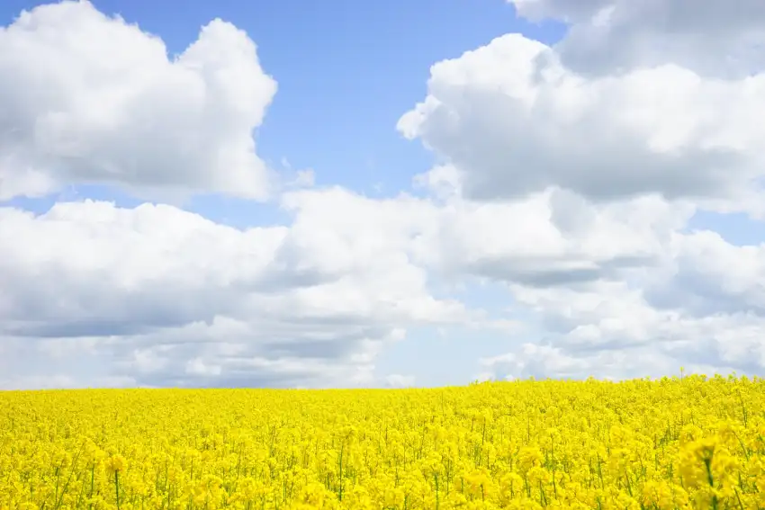 Yellow Canola Field With Sky Background HD Download