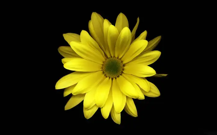 Yellow Flower With A Black Background Free Images