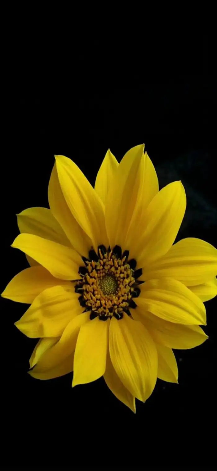 Yellow Flower With A Black Background Images Iphone