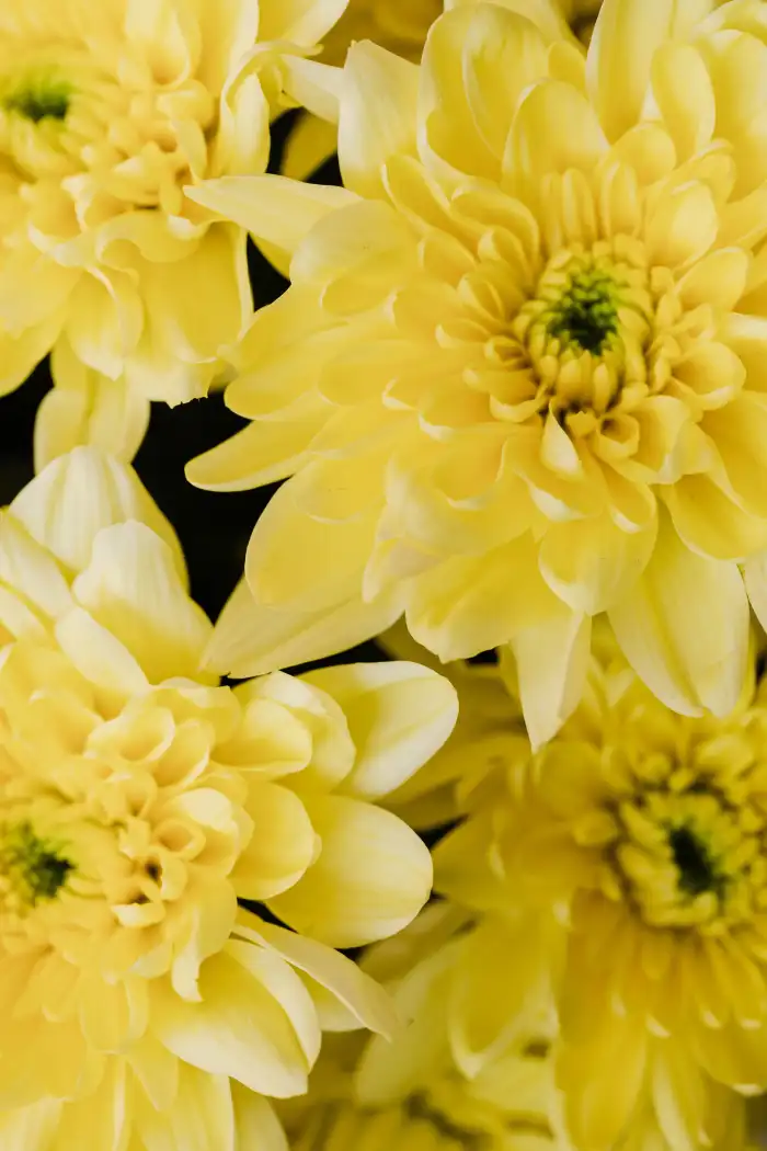 Yellow  Group Of White Flowers Background HD Wallpapers