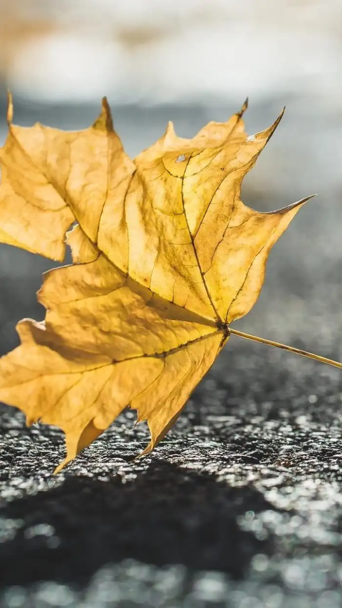 Yellow Leaf On A Black Surface Background HD Wallpapers