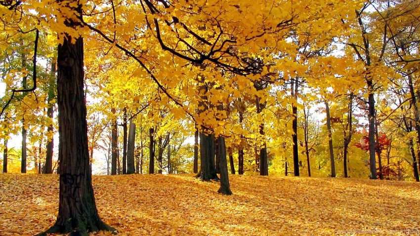 Yellow Nature Tree Background HD Download