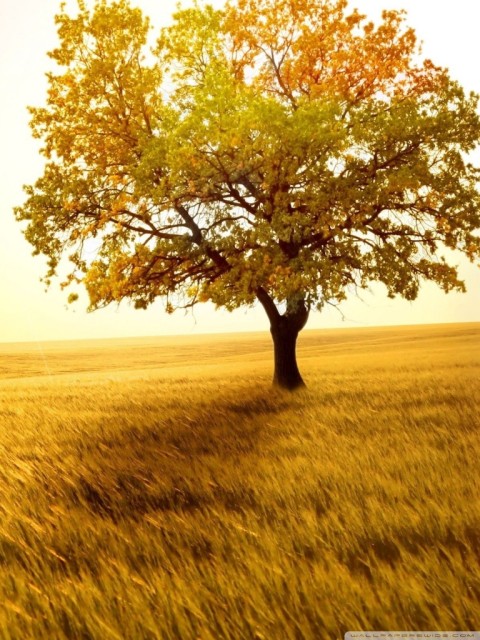 Yellow Nature Tree Background HD Download