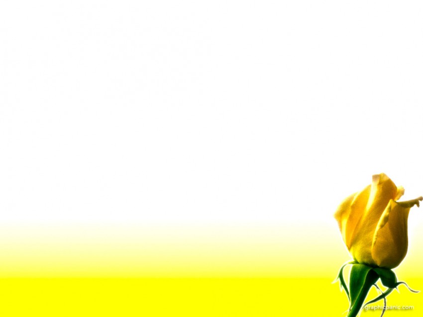 Yellow Rose Flower PowerPoint Background  Download