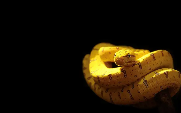 Yellow Snake With A Face Background HD Wallpapers