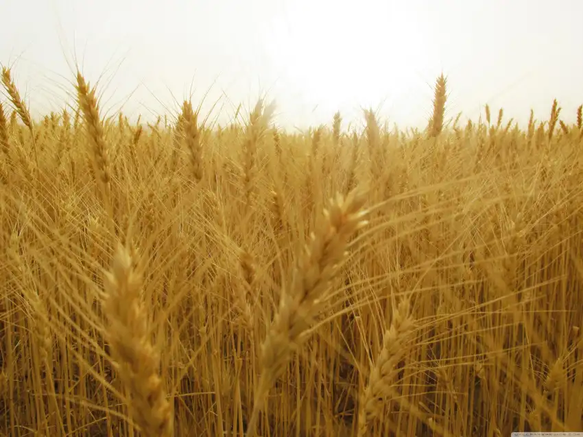 Yellow  Wheat Field Background HD Download