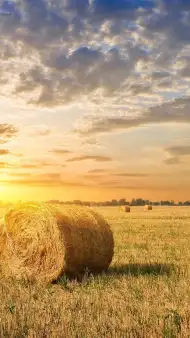 Cover Photo of Farm Field Background