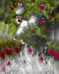 Red Heart Snapseed Editing Background HD