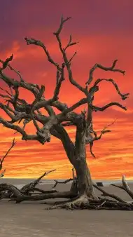 Cover Photo of Dead Tree Background