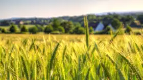 Cover Photo of Green Wheat Field Background