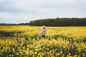 Cover Photo of Yellow Canola Field Background